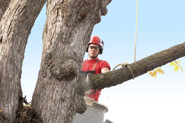 Best Storm Damage Tree Cleanup  in Brownsburg, IN